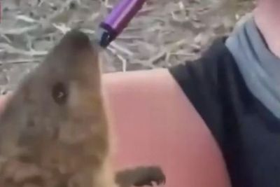 Tega, Remaja Ini Memaksa Quokka Mengisap Vape, Sontak Memicu Kemarahan