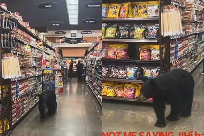 Viral Seekor Beruang Masuk ke Supermarket, Bikin Warga Panik