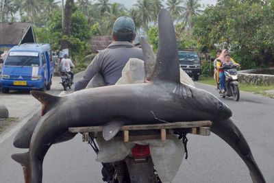 FOTO: Ikan Hiu Seharga Rp1 Juta Per Ekor di Padang