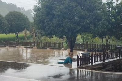 Marah Ditinggal Pemiliknya Kerja, Anjing Ini Berdiri 2 Jam di Tengah Hujan