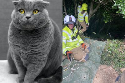 Bimbing Damkar untuk Selamatkan Majikan yang Terjebak di Jurang, Kucing Ini Jadi Pahlawan