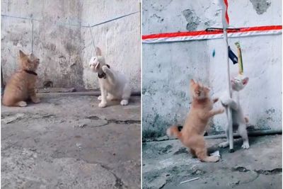 Aksi Dua Anak Kucing Lomba 17-an, Panjat Tiang dan Makan Kerupuk, Bikin Gemas