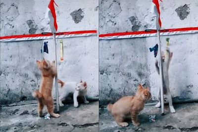 Menggemaskan! Video Anak Kucing Ikut Lomba Panjat Pinang 17 Agustus, Netizen: Dampak PPKM