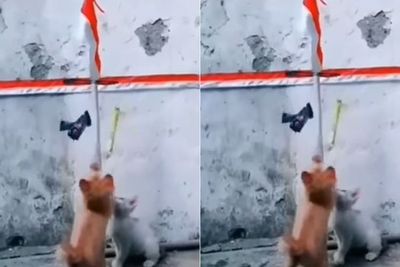 Video Lucu Anak Kucing Ikut Lomba 17-an , Bikin Netizen Gemas