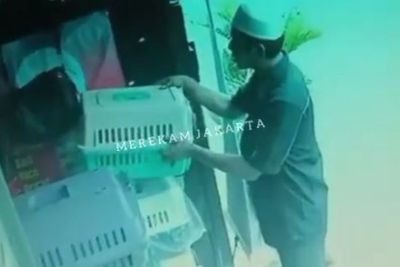 Toko Kebutuhan Kucing di Jakarta Pusat Disatroni Maling, Netizen Dibuat Salfok Karena Ini