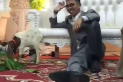 Bikin Ngakak, Pria Ini Diberi Hadiah Kambing di Pelaminan oleh Temannya saat Menikah