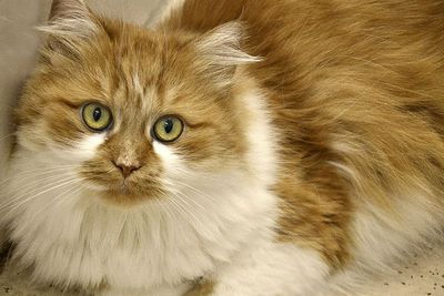 Kucing Ini Berhasil Pulang ke Rumah Setelah 1 tahun Hilang, Tempuh Jarak Sampai 1600 Km