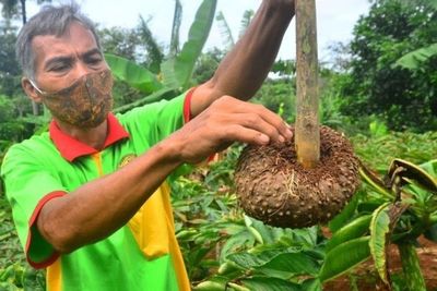 Dulu Diabaikan karena Bikin Gatal, Kini Jokowi Minta Umbi Porang Jadi Ekspor Unggulan