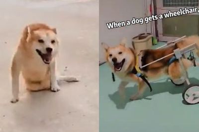 Momen Saat Seekor Anjing yang Menderita Lumpuh Dihadiahi Kursi Roda, Bikin Haru