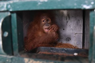 FOTO: Pemulangan Orangutan Sumatra