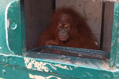BBKSDA Sumut Terima Pemulangan Satu Individu Orangutan Sumatera, Kondisinya Sehat
