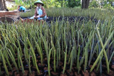 FOTO: Budidaya Bibit Mangrove