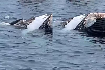 Hiu Putih Besar Mengunyah Potongan Ikan Paus yang Mati, Videonya Bikin Merinding