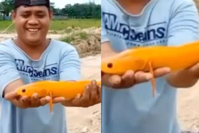 Heboh! Warga Muba Temukan Ikan Gabus Bersisik Emas, Ditawar Rp20 Juta