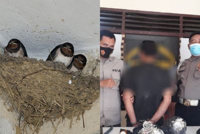 Pria Pencuri Sarang Walet Diringkus Tim Mawar Polsek Barumun, Satu Rekannya Buron