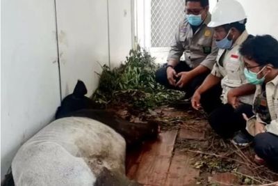 Terjerat Jebakan Orang Tak Bertanggung Jawab, Kaki Seekor Tapir Jantan di Riau Putus, Duh!