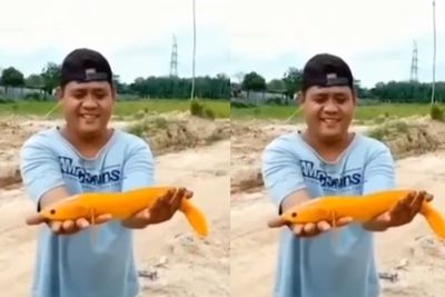 Geger! Warga Temukan Ikan Gabus Warna Oranye, Ogah Dijual dengan Harga Tinggi