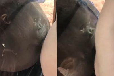 Momen Menggemaskan Bayi Orang Utan Cium Perut Ibu Hamil Lewat Kaca, Uhh!