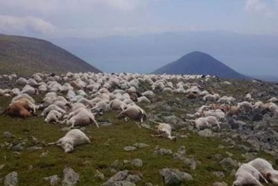 Sedih! Ratusan Domba Tewas Akibat Sembaran Petir di Padang Rumput