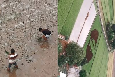 Keren! Pria Ini Bikin Lukisan Wajah Pakai Bibit Padi di Sawah, Hasilnya Menakjubkan