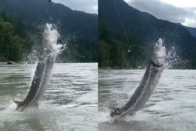 Ikan Raksasa Ini Lompat Saat Dipancing, Beratnya Lebih dari 100 KG