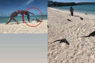 Viral Video Wanita Seksi Disentil Iguana Ketika Sedang Melakukan Yoga di Pantai