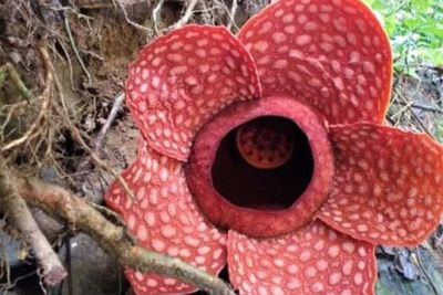Langka! Rafflesia Gadutensis Mekar di Sungai Gambir Sako Tapan