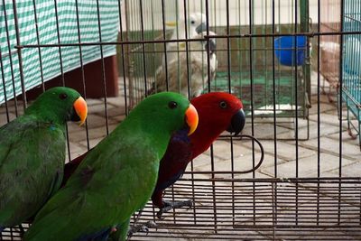 FOTO: Penggagalan Penyelundupan Hewan Asli Papua