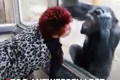 Wanita Ini Dilarang Masuk ke Kebun Binatang karena Hubungan Istimewanya dengan Simpanse