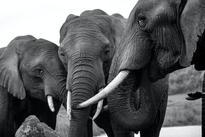Gajah di Sri Lanka Harus Mempunyai KTP Hingga Wajib Mandi 2,5 Jam Seharinya
