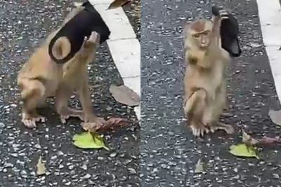 Video Monyet Memakai Masker, Ingatkan Warga yang Bandel Tak Ikuti Protokol Kesehatan