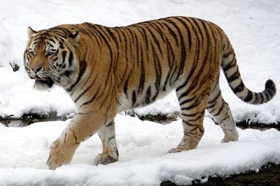 Penebang Kayu Hilang ketika Boker , Diduga Diterkam Harimau Siberia