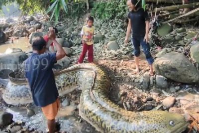 Geger Penangkapan Ikan Sidat Raksasa Seberat 1 Ton, Ternyata Begini Penampakannya