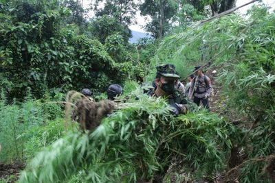 12 Ribu Pohon Ganja Seberat 60 Ton Dimusnahkan, BNN: Ini Hadiah untuk Indonesia