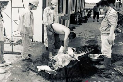 Viral TKA Asal China Tangkap dan Makan Buaya di Konawe, Manajemen PT OSS Minta Maaf