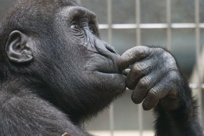 Mengintip Kisah Cinta Terlarang antara Manusia dengan Simpanse