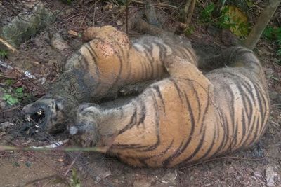 FOTO: Tiga Ekor Harimau Sumatera Mati Akibat Jeratan Babi
