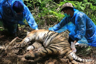 Sedih! Tiga Harimau Sumatra Ditemukan Mati di Aceh Selatan, Terkena Jerat