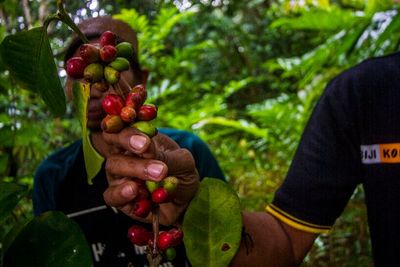FOTO: Pengembangan Tanaman Kopi di Pegunungan Meratus
