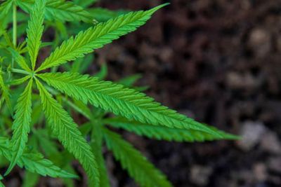 BNN Musnahkan 2 Hektare Ladang Ganja di Mandailing Natal, 12 Ribu Pohon Ganja Dicabut