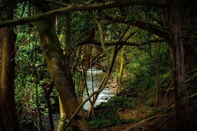 Suku-suku Serukan Hutan Amazon Dilindungi dalam Kongres Internasional