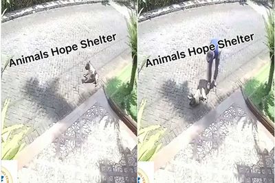 Viral Penembakan Anjing di Malang Terekam Kamera CCTV, Polisi Turun Tangan