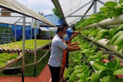 Asyik, Warga Lapas Binjai Panen Raya Sayuran Hidroponik