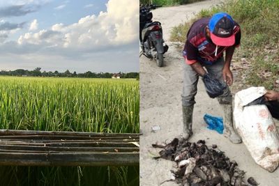 Mengerikan, Hama Tikus Serang Sawah di Tapsel, Petani Terancam Gagal Panen