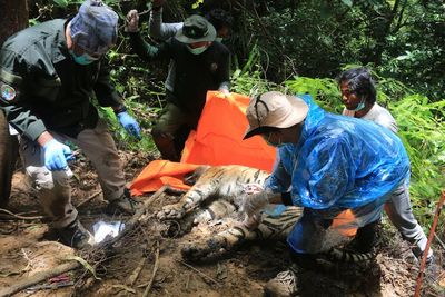 FOTO: Evakuasi Bangkai Harimau Sumatera