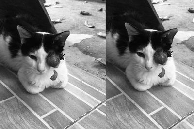 Tolong Dibantu! Kucing Ini Bola Matanya Keluar, Butuh Biaya Operasi Hingga Jutaan Rupiah