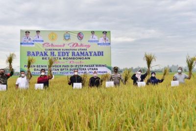 Pemprov Sumut Targetkan Produksi Padi Pada September 420.218 Ton