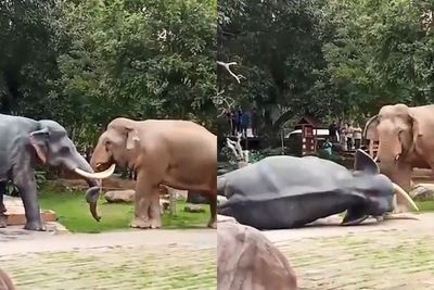 Gajah Jantan Ini Sundul Patung Gajah Hingga Jatuh, Disangka Musuh