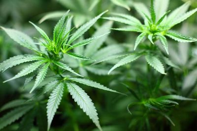 Sidang Uji Materi UU Narkotika di MK, Ahli Sebut Ganja Sangat Aman Untuk Pengobatan Medis