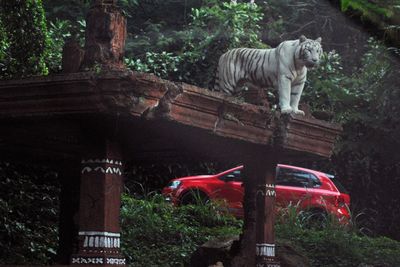 FOTO: Taman Safari Indonesia Dibuka Terbatas